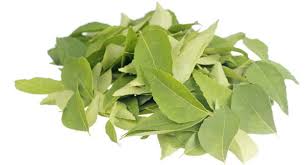 Curry Leaves Gourmet Organic Herbs Certified Organic (5g)